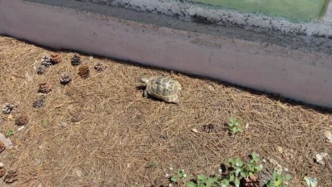 A tortoise wandering alone on the wild road. Stock Footage 341842175
