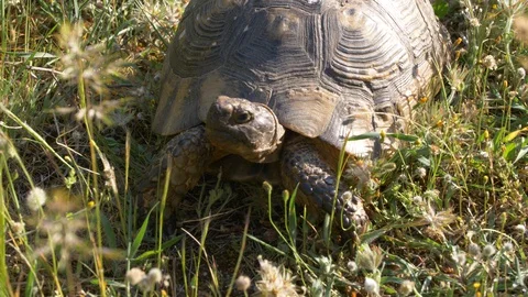 Tortoise watching a flying insect Video stock 129539120