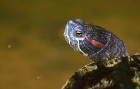Tortoise in the water Stock Photos