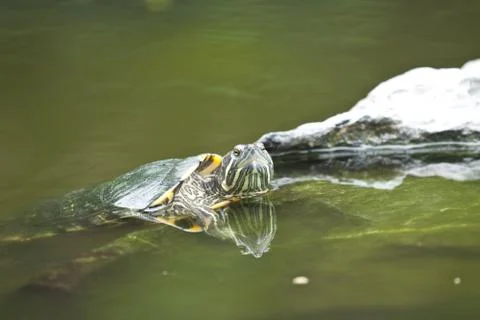 Tortoise in water Stock Photos