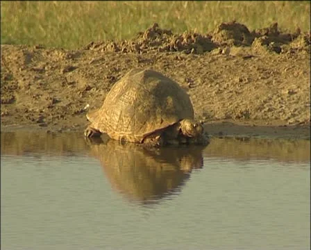 A tortoise at the waterhole Stock Footage