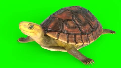 Tortoise with white background Stock Illustration