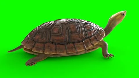 Tortoise with white background Stock Illustration