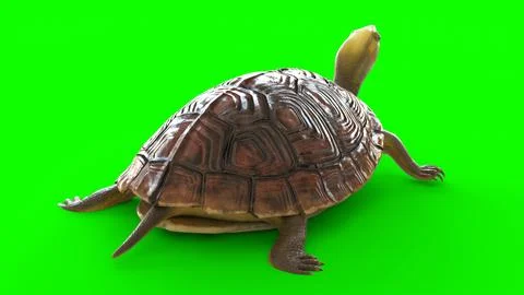 Tortoise with white background Stock Illustration