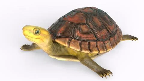 Tortoise with white background Stock Illustration