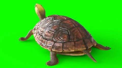 Tortoise with white background Stock Illustration