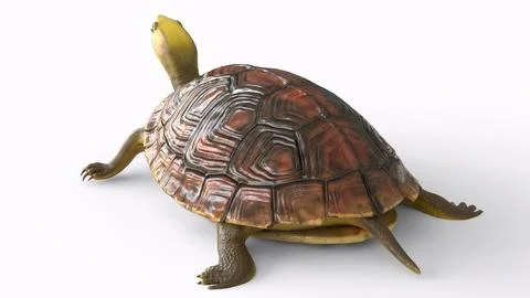 Tortoise with white background Stock Illustration
