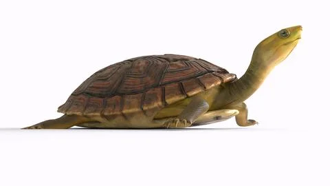 Tortoise with white background Stock Illustration