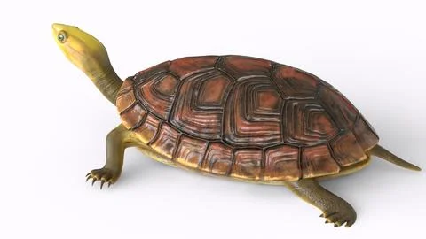 Tortoise with white background Stock Illustration