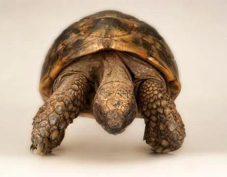 TORTOISE ON WHITE BACKGROUND Stock Photos