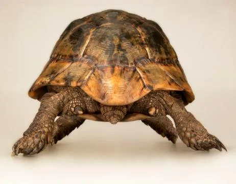 TORTOISE ON WHITE BACKGROUND Stock Photos