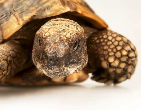 TORTOISE ON WHITE BACKGROUND Stock Photos