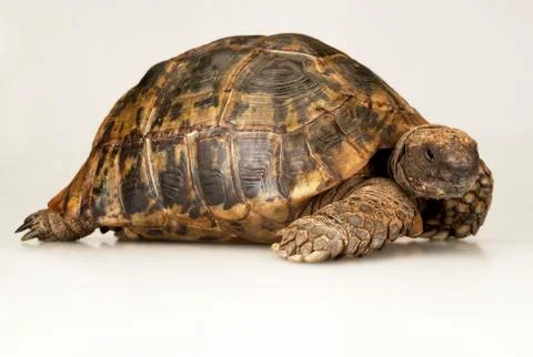 TORTOISE ON WHITE BACKGROUND Stock Photos