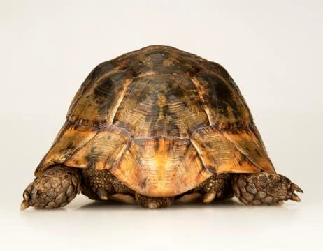 TORTOISE ON WHITE BACKGROUND Stock Photos