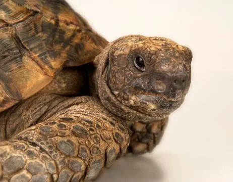 TORTOISE ON WHITE BACKGROUND Stock Photos