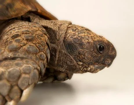 TORTOISE ON WHITE BACKGROUND Foto stock