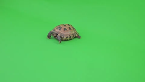 Tortoise Wide Shot on Green Screen Chroma Key C Continuous Sequence Pt4 of 5 Stock Footage 241961464
