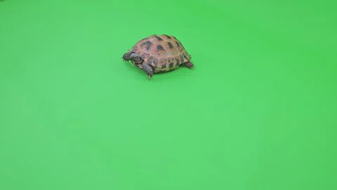 Tortoise Wide Shot on Green Screen Chroma Key D Continuous Sequence Pt1 of 4 Stock Footage 241964030