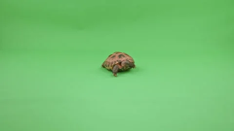 Tortoise Wide Shot on Green Screen Chroma Key H Continuous Sequence Pt2 of 2 Stock Footage 241979528