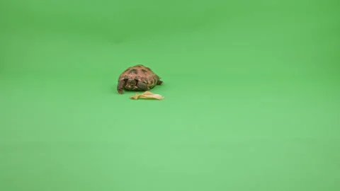 Tortoise Wide Shot on Green Screen Chroma Key I Continuous Sequence Pt1 of 2 Stock Footage 241982804