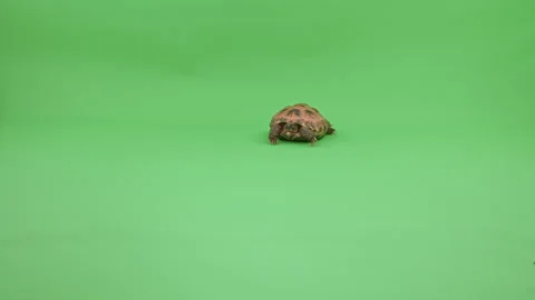 Tortoise Wide Shot on Green Screen Chroma Key J Continuous Sequence Pt2 of 5 Stock Footage 241990490