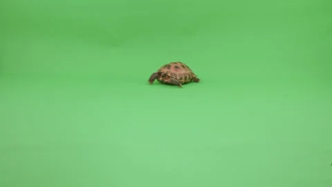 Tortoise Wide Shot on Green Screen Chroma Key K Continuous Sequence Pt1 of 4 Stock Footage 242000737