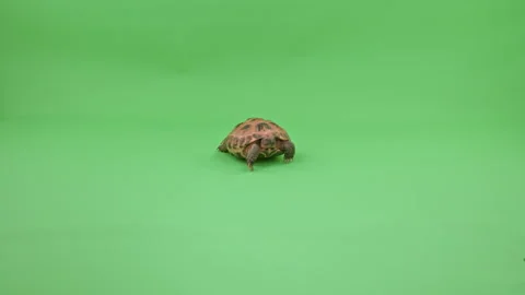 Tortoise Wide Shot on Green Screen Chroma Key K Continuous Sequence Pt4 of 4 Video stock 242005667