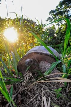 Tortoise in the wilderness Stock Photos