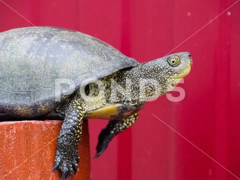 Tortoise on a wooden red stump. Ordinary river tortoise of temperate latitude Stock Photos