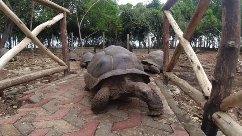 Tortoise Of Zanzibar Stockbeeldmateriaal 154218877