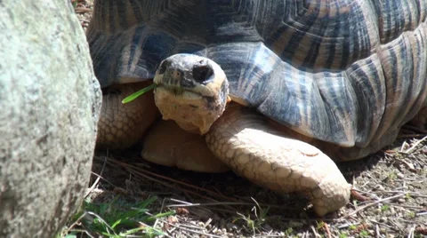 Tortoise in the Zoo 2 Stock Footage 38030000