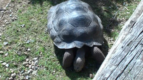Tortoise in the Zoo 3 Stock Footage 38030089
