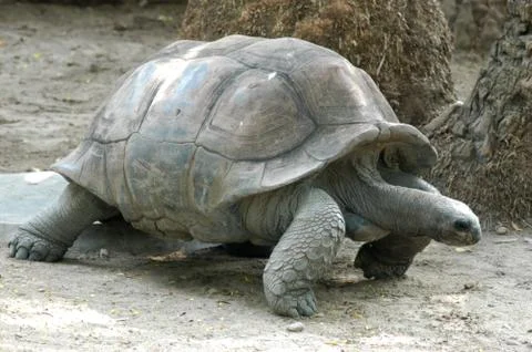 Tortoise in a Zoo Foto stock