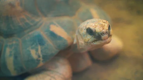 Tortoises , Amsterdam ainmal Stock Footage 215801557