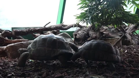 Tortoises at an aquarium Video stock 148203835