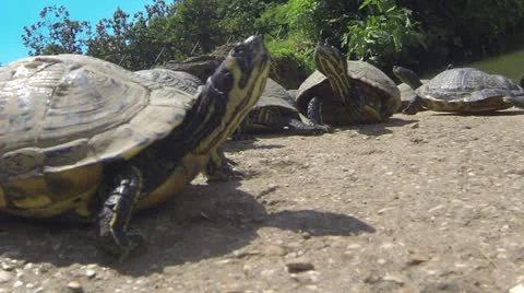 Tortoises in Front Of Stock Footage 24833658