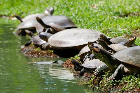 Tortoises at the lakeside Stock Photos
