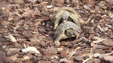 Tortoises in the Love Stock Footage 67212185