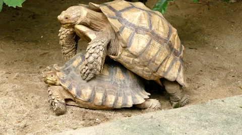 Tortoises mating Stock Footage 57982273