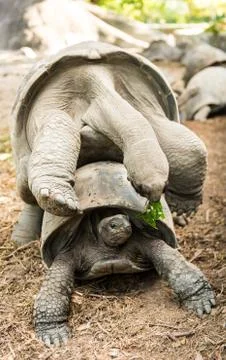 Tortoises mating Foto stock
