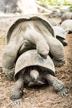 Tortoises mating 스톡 사진
