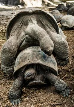 Tortoises mating Foto stock