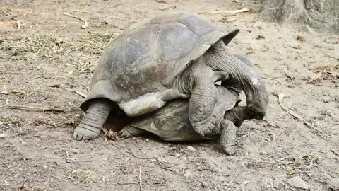 Tortoises mating in the Seychelles Stock Footage 142799198