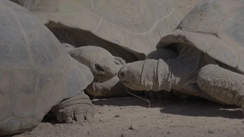 Tortoises nuzzling their noses Stock Footage 301104587