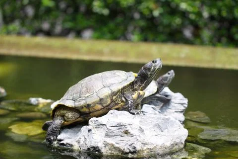 Tortoises Stock Photos