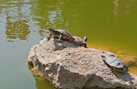 Tortoises on a stone Stock Photos