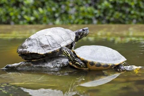 Tortoises on stone Stock Photos