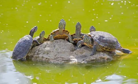 Tortoises on a stone Stock Photos