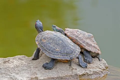 Tortoises on a stone Stock Photos