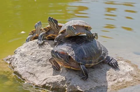 Tortoises on a stone Stock Photos
